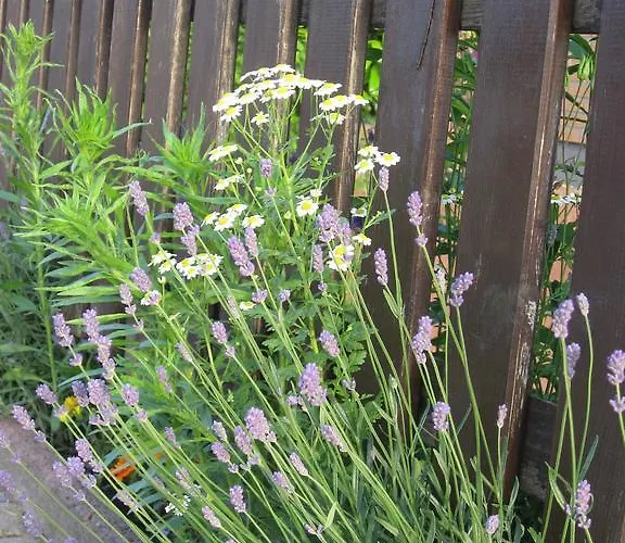 Apartmán Jena-zoellnitz